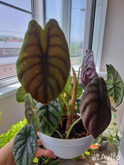 Alocasia