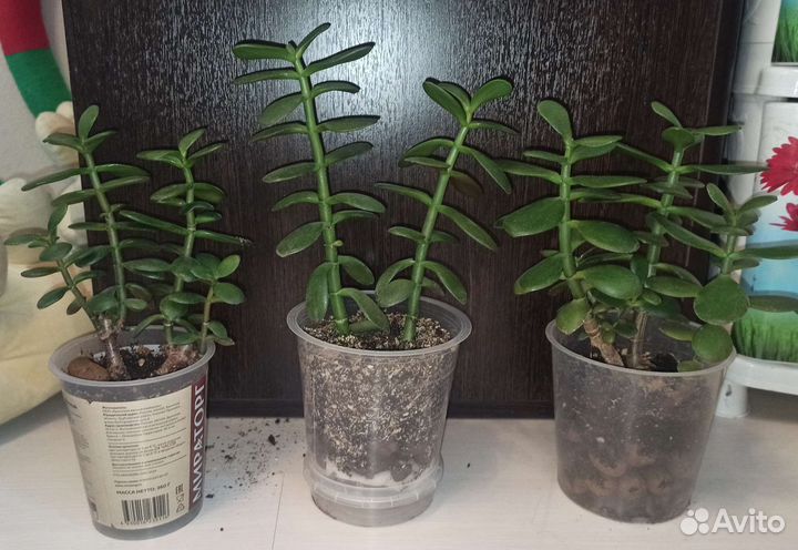 Денежные дерева (крассула, толстянка)