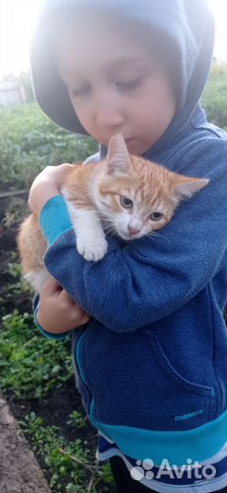 Кошка в дар