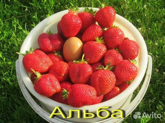 Рассада клубники