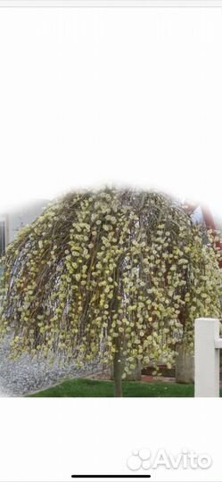 Ива на штамбе Килмарнок