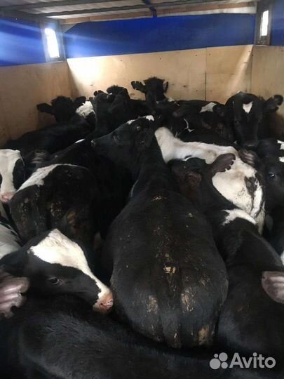 Телята бычки для откорма