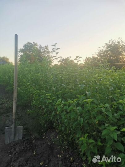 Растения саженцы