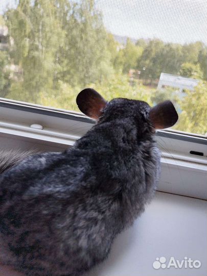 Шиншилла