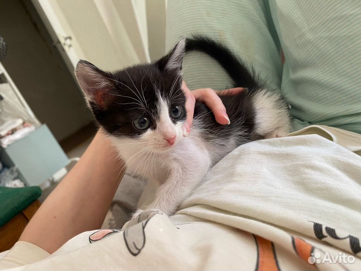 Котенок Аврора и другие котята