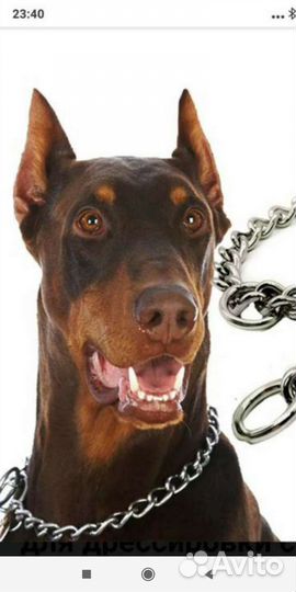 Строгий ошейник на Алабая или Кавказца