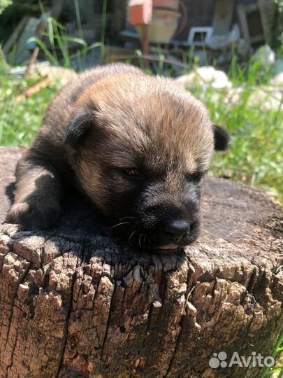 Сиба ину щенки метисы