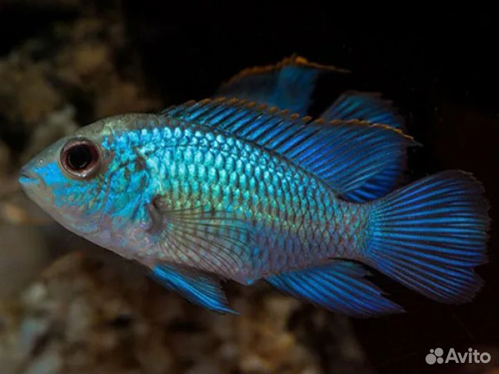 Аквариумные рыбы цихлиды