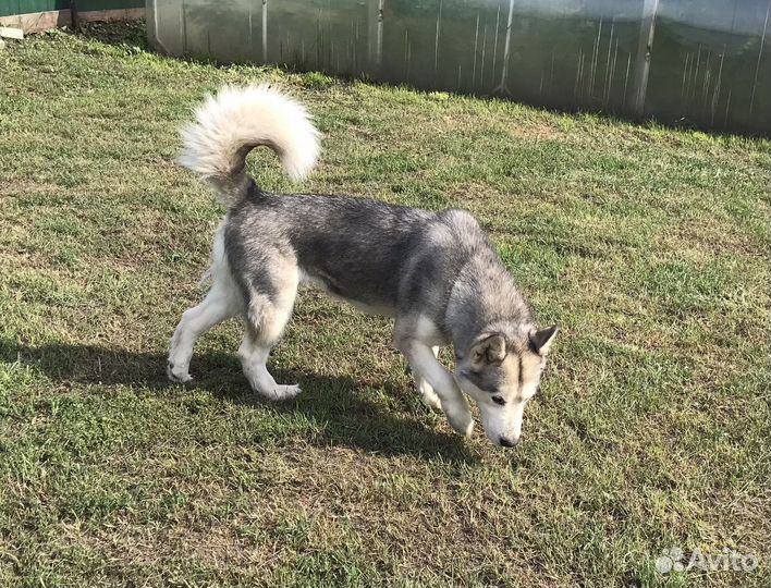 Аляскинский маламут