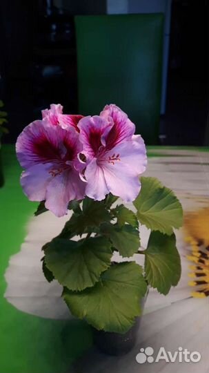 Пеларгония герань королевская