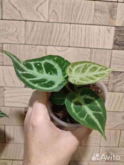 Антуриум сильвер блаш