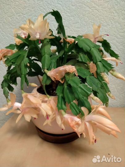 Декабрист персиковый