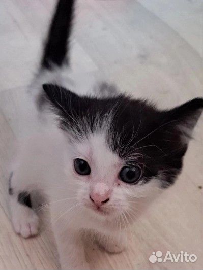 Котёнок