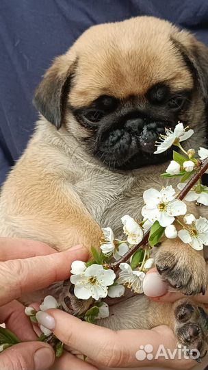 Щенок мопсик