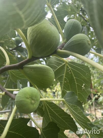 Инжир со своего сада сушеный