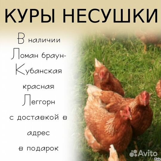 Куры несушки ломан браун