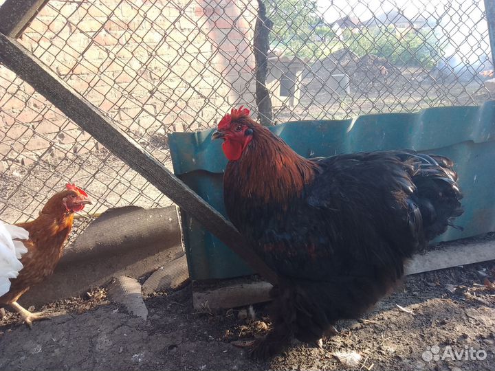 Петух брама и кохинхин