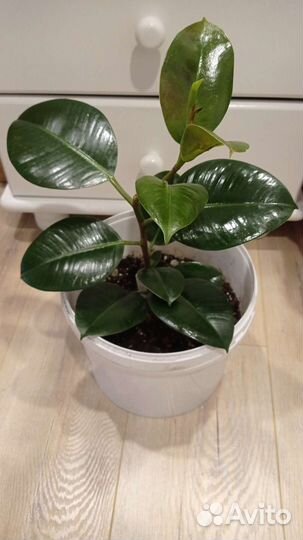 Фикус Робуста и Фикус Мелани,фикусы двух оттенков