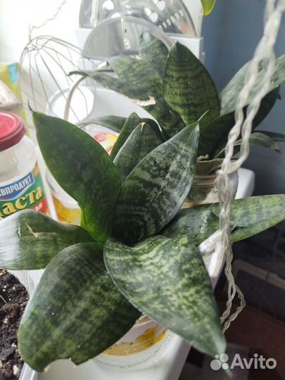 Сансевиерия ханни