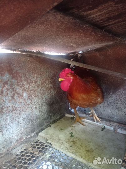 Куры петухи
