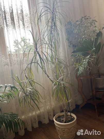 Пальма драцена