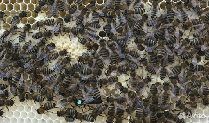 Пчеломатки