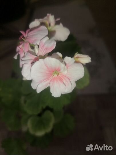 Пеларгония герань