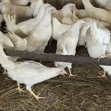 Куры белые