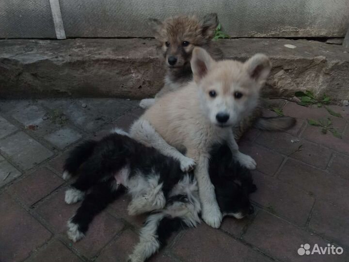 Щенки (смесь хаски)
