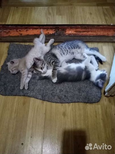 Котята в добрые руки бесплатно