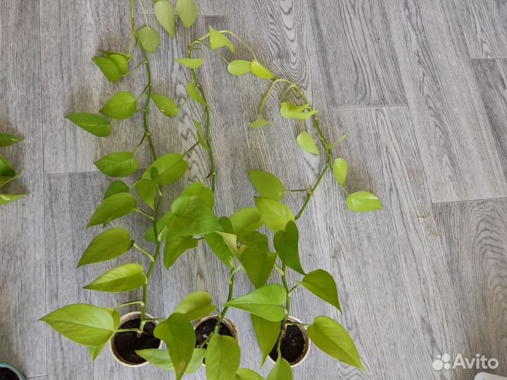 Сциндапсус неон