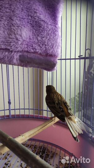 Канарейка-самка 3 года красная
