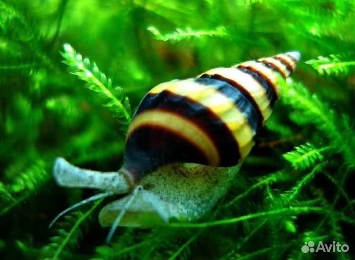 Аквариумные рыбки