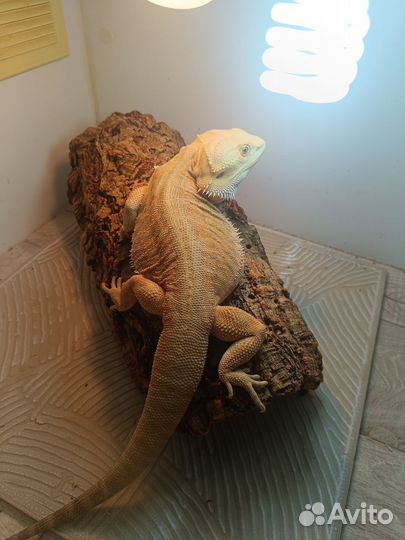 Агама самец Хет витблитс