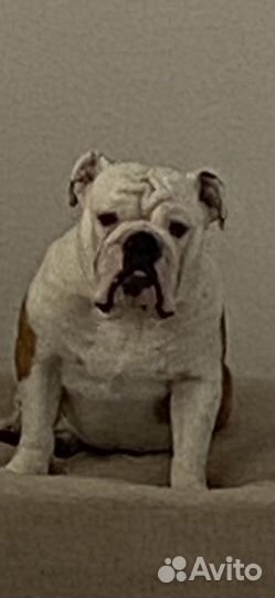 Английский бульдог вязка
