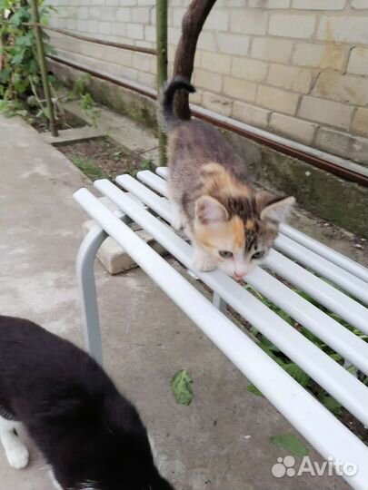 Самые лучшие котята в добрые руки привезу по кмв