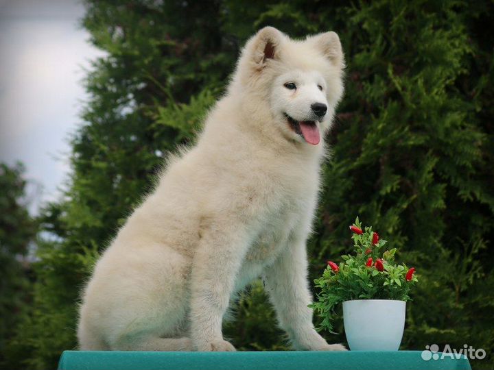 Подрощенные щенки самоеда, документы РКФ