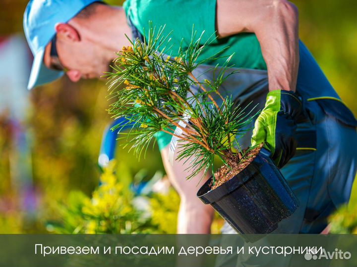 Посадка растений