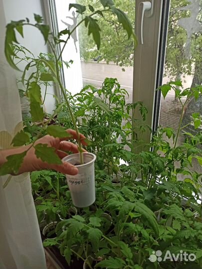 Рассада томатов бычье сердце, андромеда