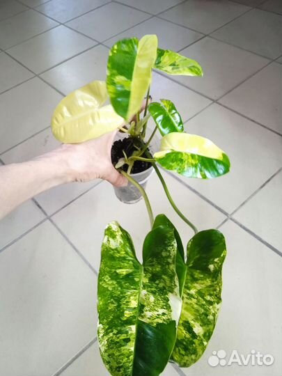 Филодендроны