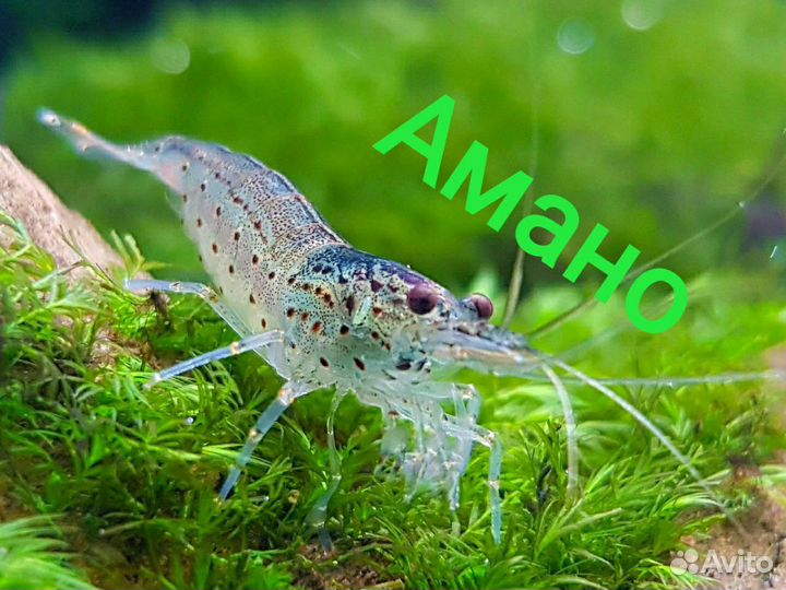 Аквариумные Креветки:Амано,Желтые,Оранж,и вишни