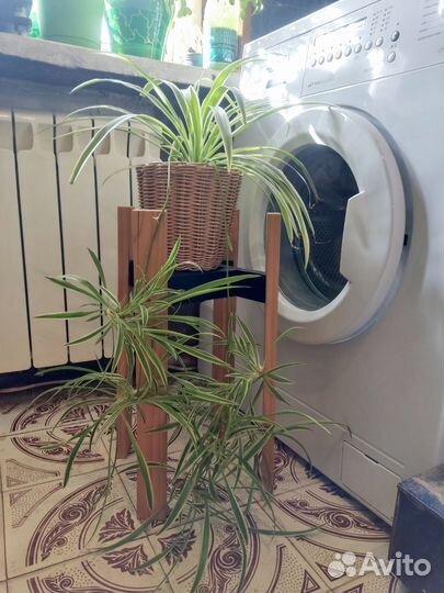 Хлорофитум Вариегата и Капский