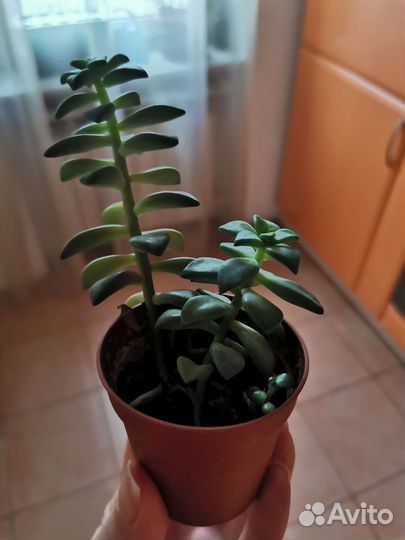 Толстянка и Очиток Моргана