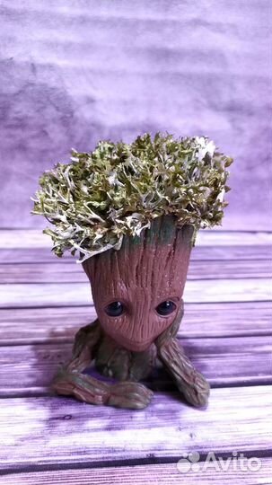 Кашпо Грут с цетрарией