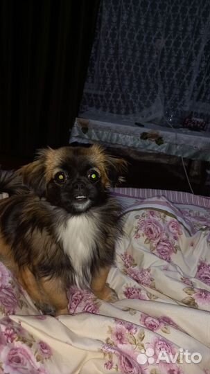 Щенки мальчик девочка