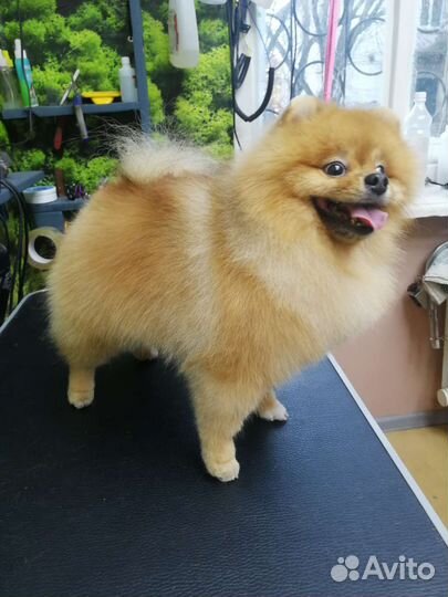 Грумер, стрижка собак