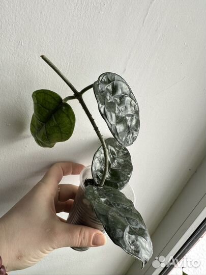 Бегония и другие цветущие