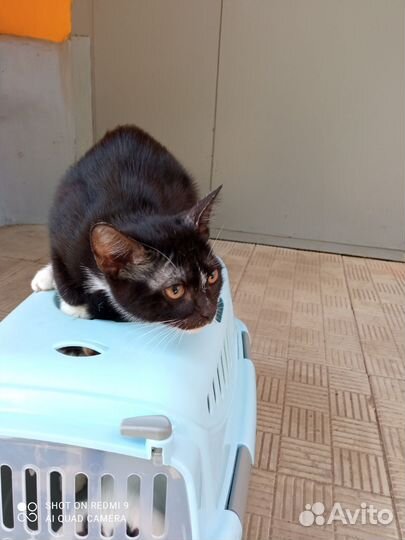 Котик молодой