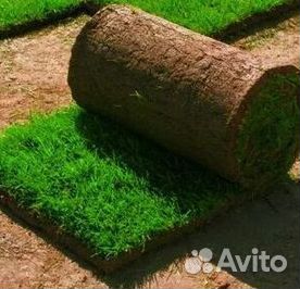 Укладка газона