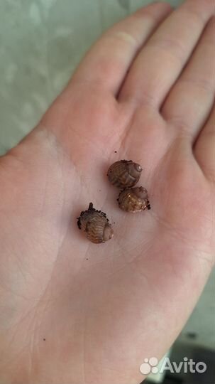 Ахатина Тигр